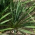 Yucca filamentosa 'Elegantissima' -- Fädige Palmlilie